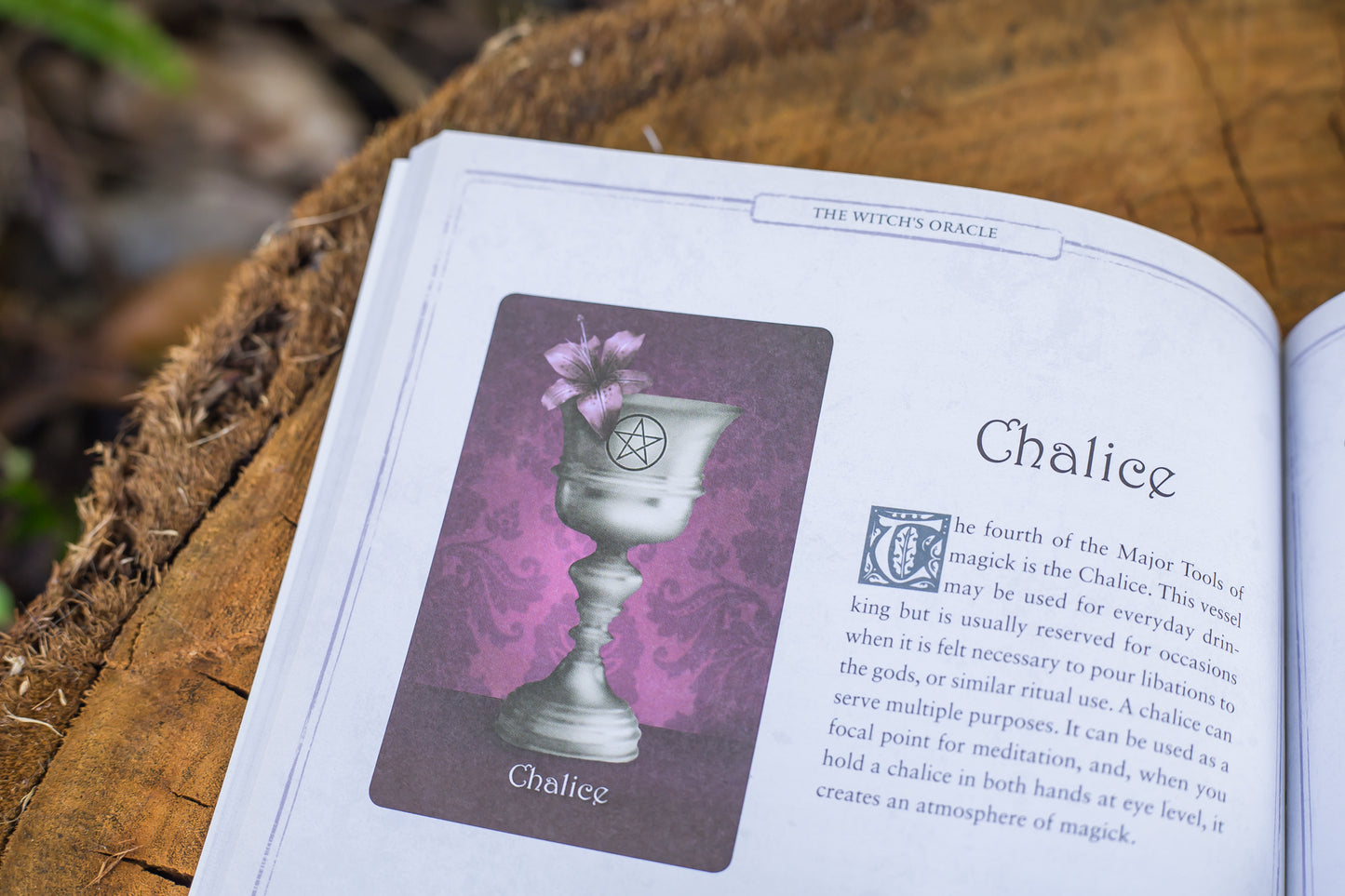 The Witch's Oracle