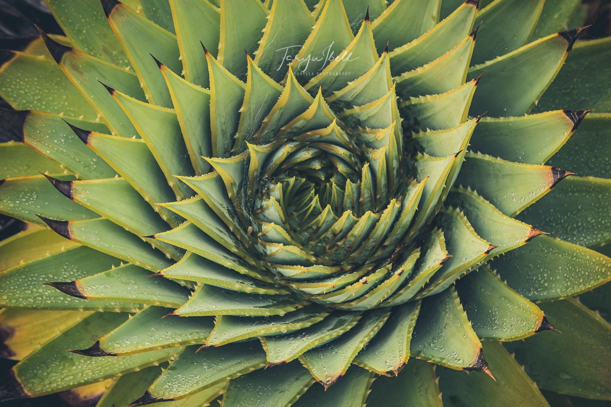 Fractal Dreams | Digital Download