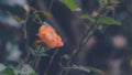 Peachy Solitude | Digital Download