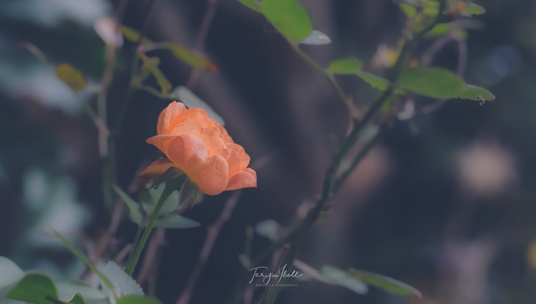 Peachy Solitude | Digital Download