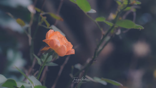Peachy Solitude | Digital Download
