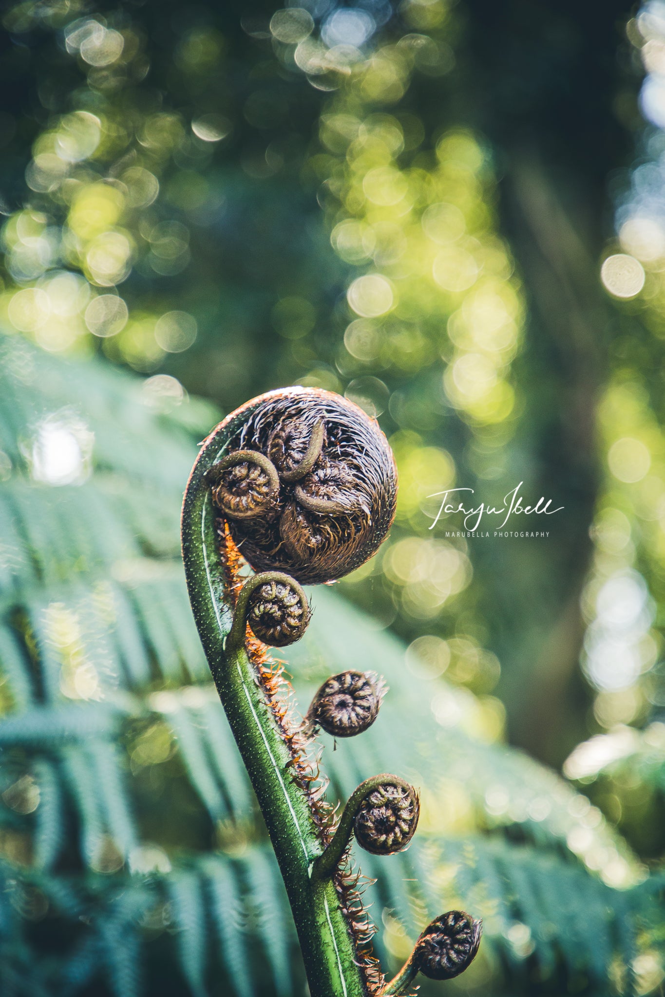 Unfurling Life | Digital Download