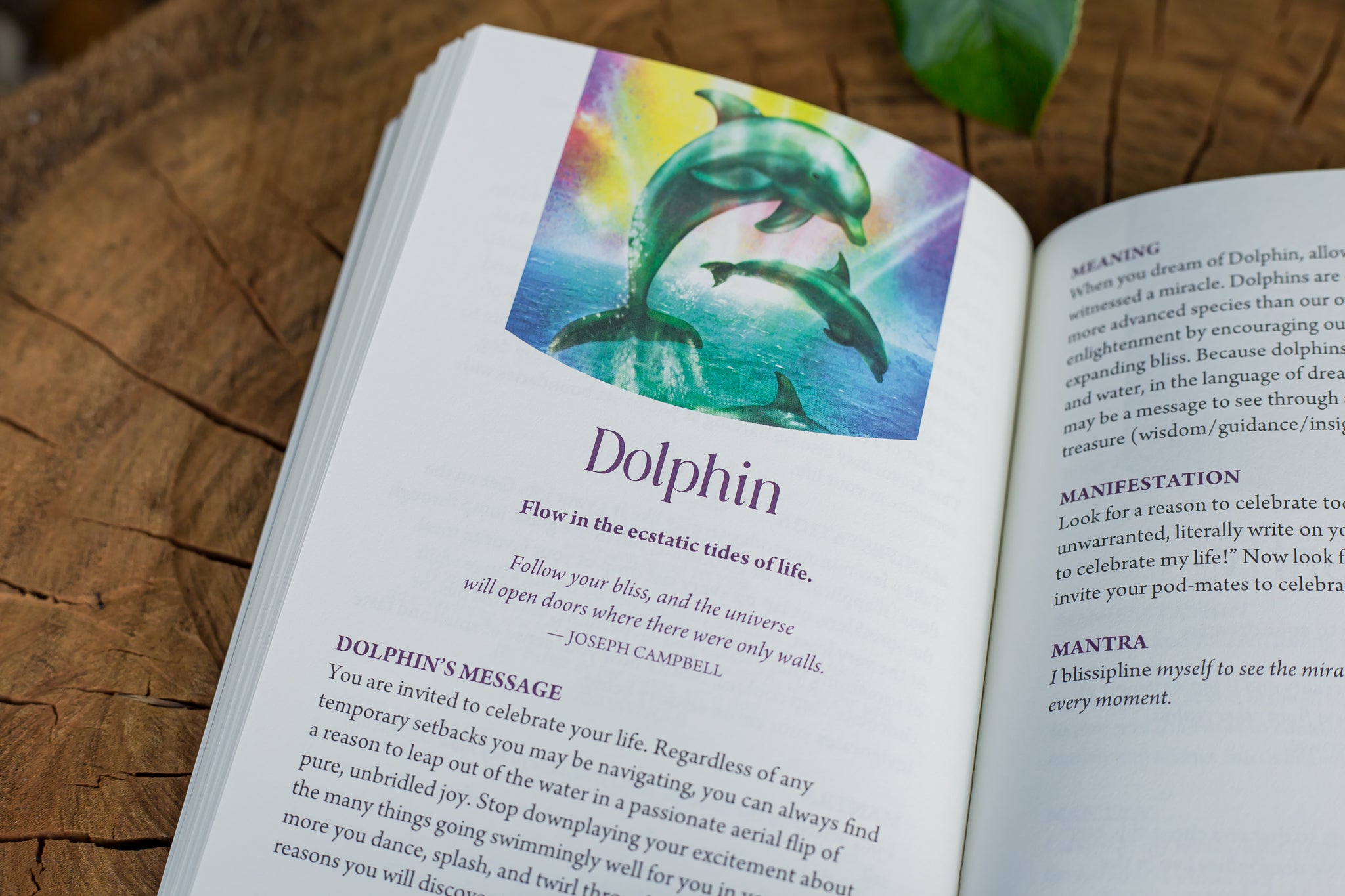 Wild Dreams Animal Oracle