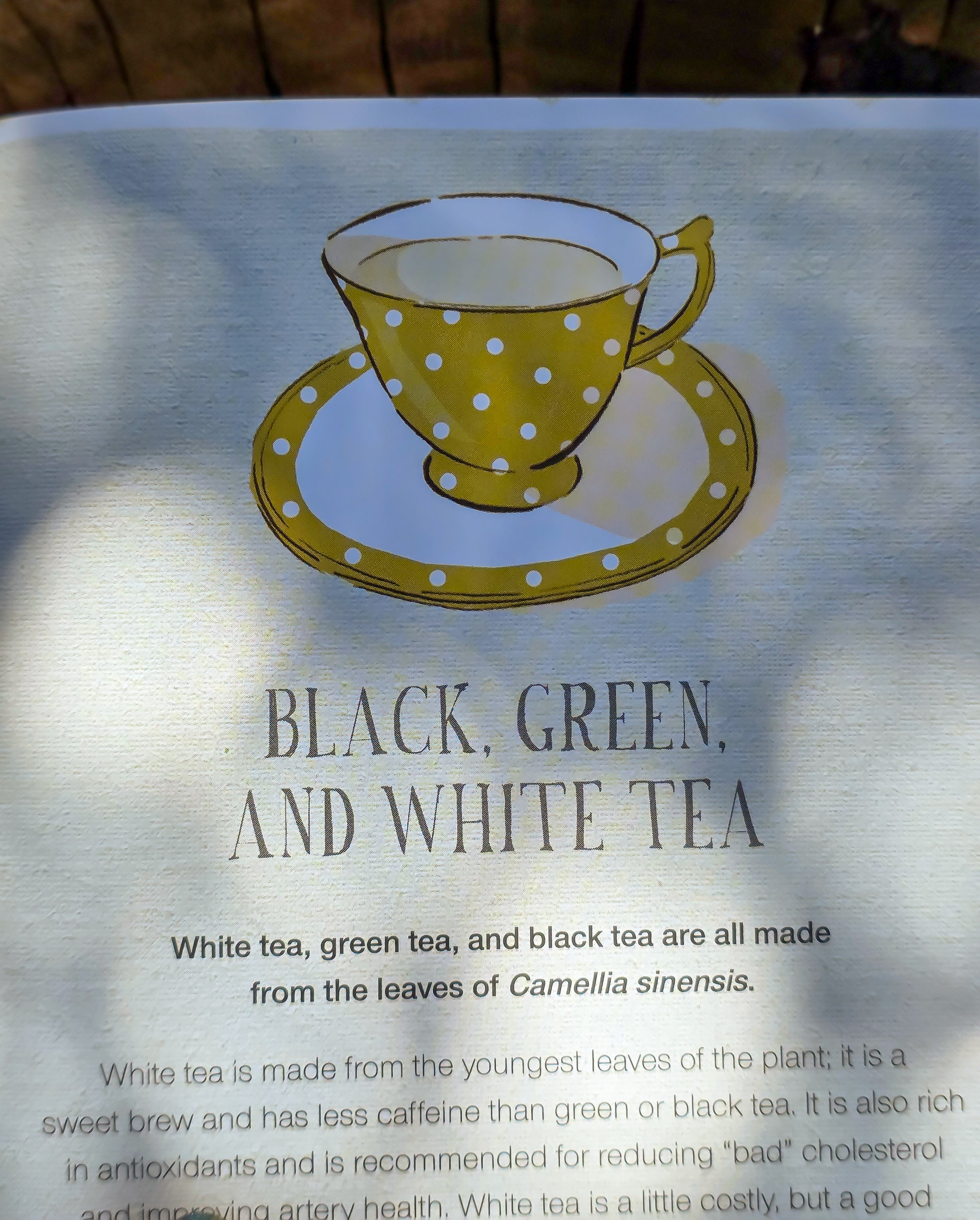 Wiccan Teas & Brews | Recipes for Magical Drinks, Essences and Tinctures